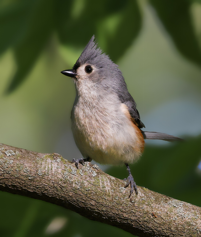 Tufted Titmouse
