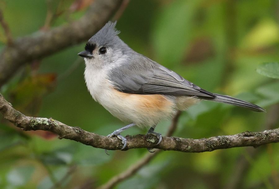 Tufted Titmouse photo #4