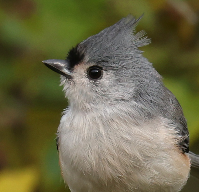Tufted Titmouse photo #5