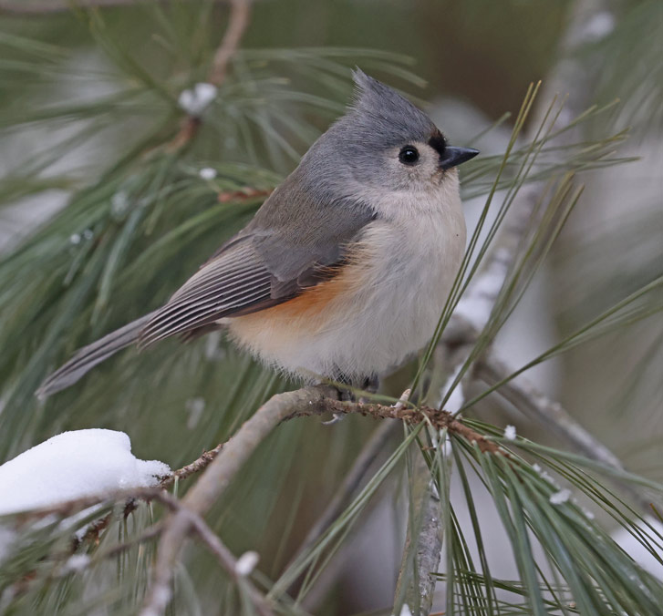 Tufted Titmouse photo #1