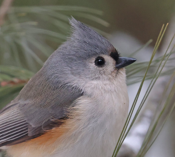 Tufted Titmouse photo #2