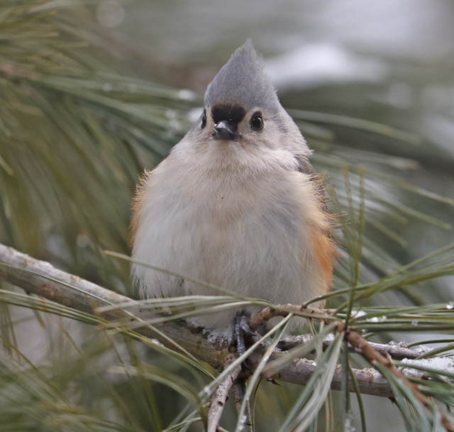 Tufted Titmouse photo #3