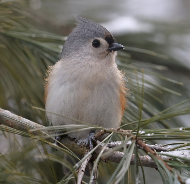 Tufted Titmouse photo #6