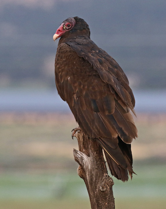 Turkey Vulture