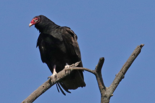 Turkey Vulture