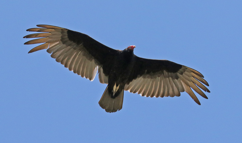 Turkey Vulture photo #3