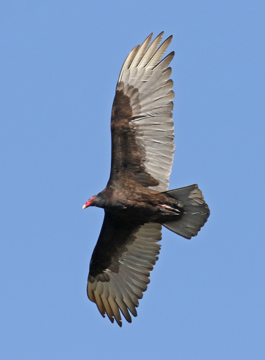 Turkey Vulture photo #1