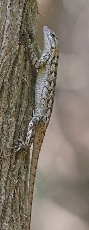 Texas Spiny Lizard
