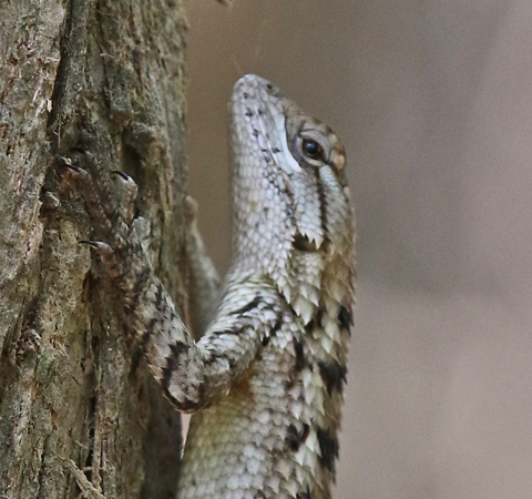 Texas Spiny Lizard