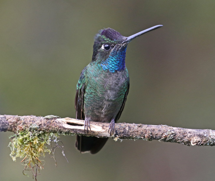 Talamanca Hummingbird (male)
