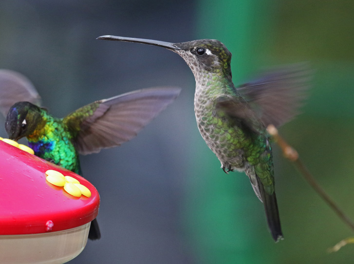 Talamanca Hummingbird (female)