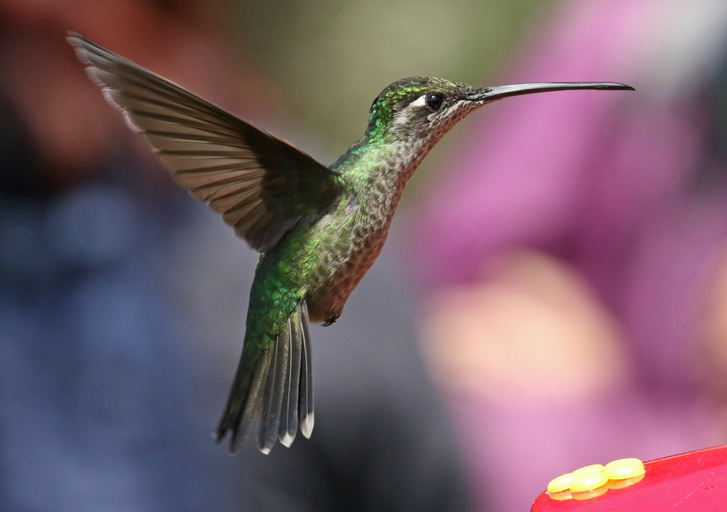 Talamanca Hummingbird (female)