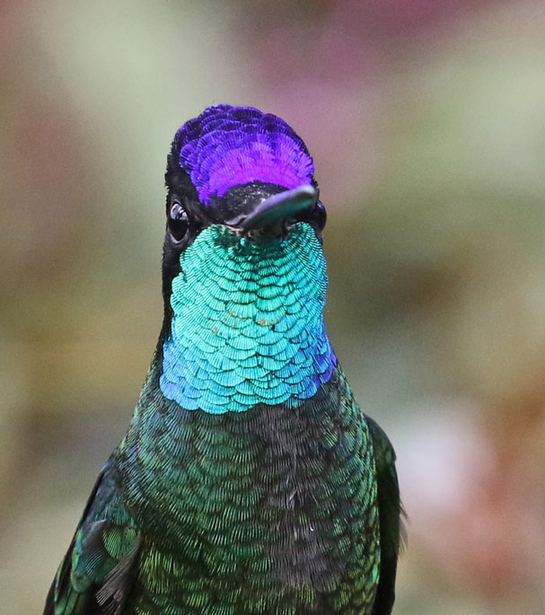 Talamanca Hummingbird (male)