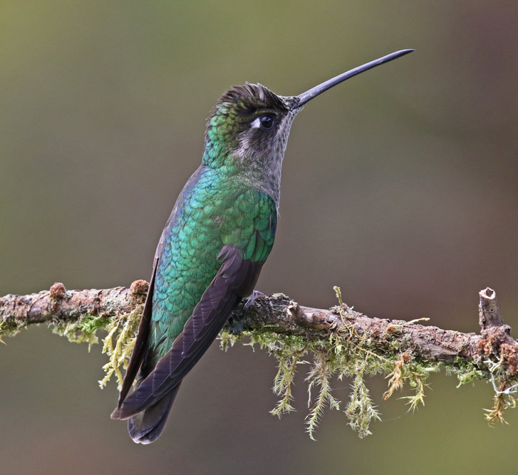 Talamanca Hummingbird (female)