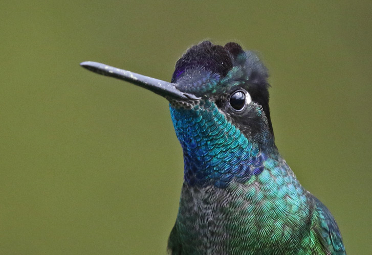 Talamanca Hummingbird (male)