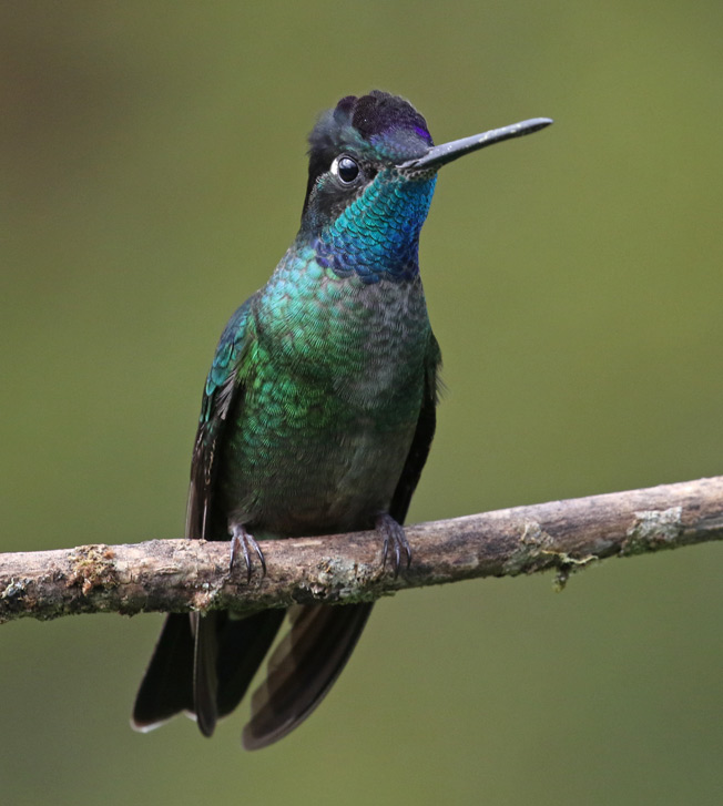 Talamanca Hummingbird (male)