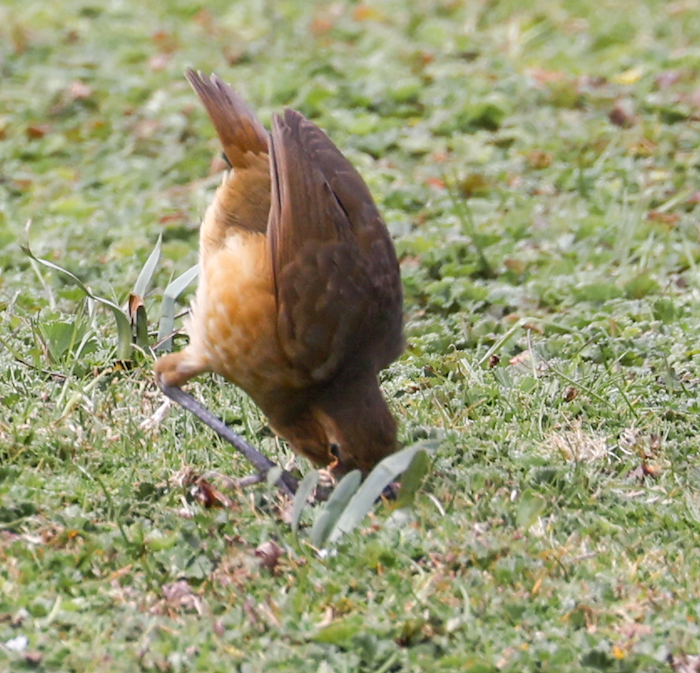Tawny Antpitta