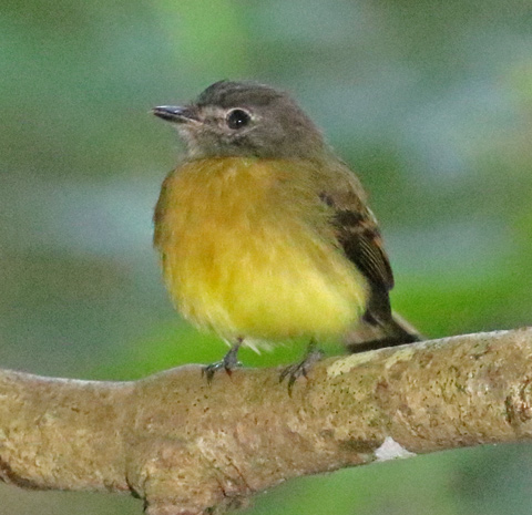 Tawny-chested Flycatcher