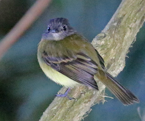 Tawny-chested Flycatcher