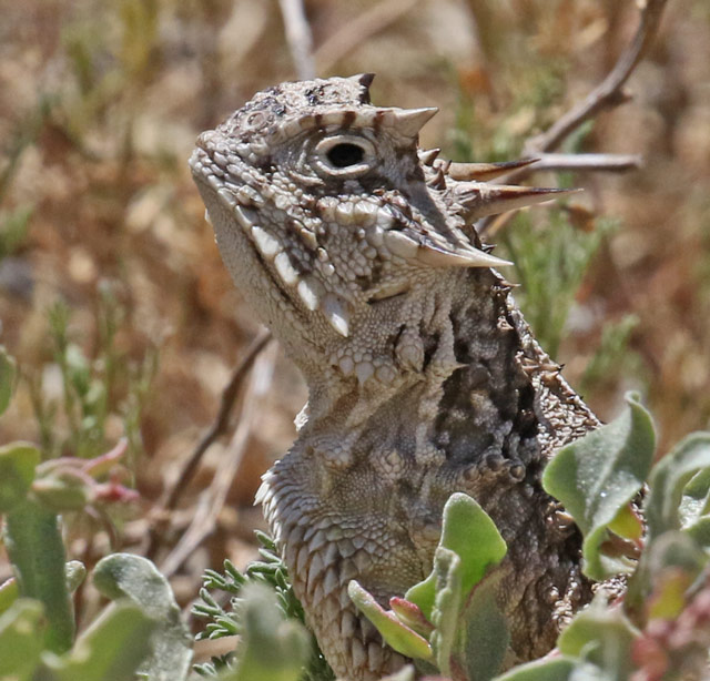 Texas Horned Lizard