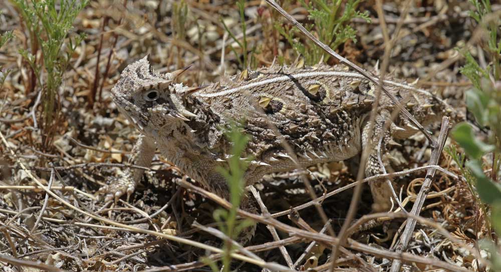Texas Horned Lizard