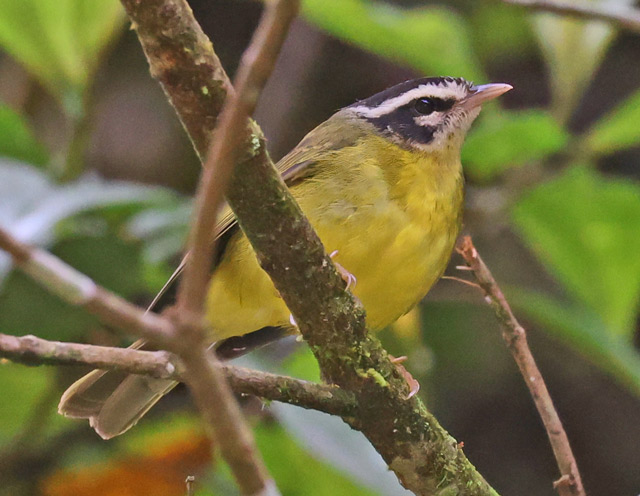Three-striped Warbler