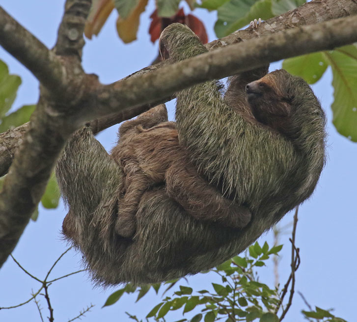 Three-toed Sloth
