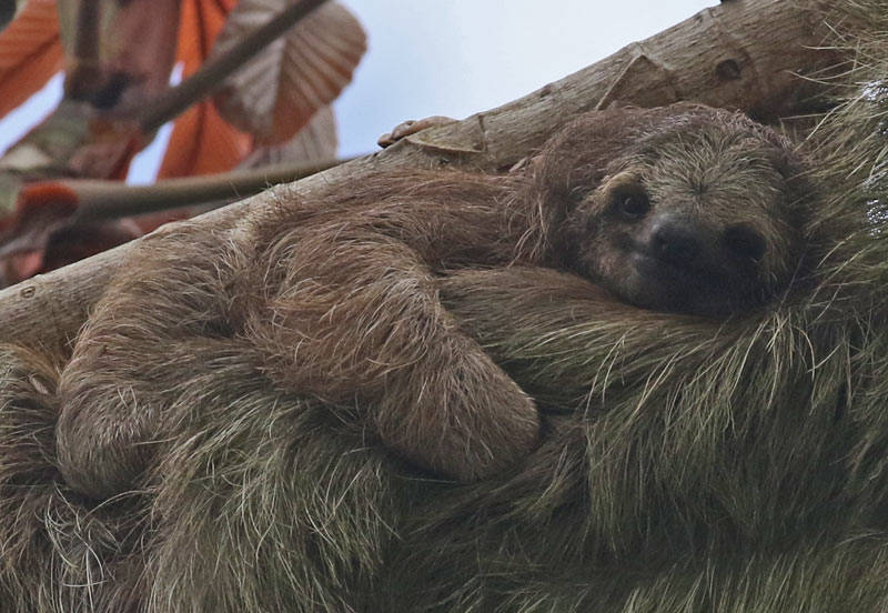 Three-toed Sloth