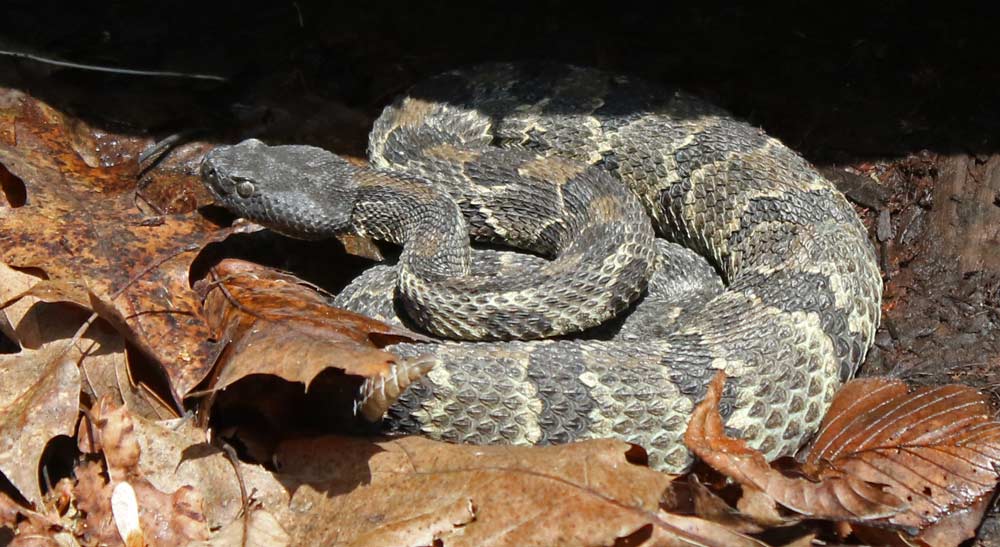 Timber Rattlesnake (yellow form)