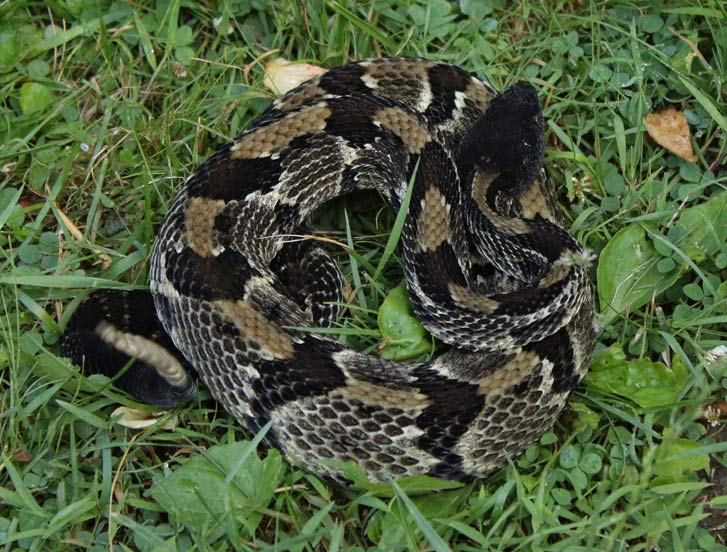 Timber Rattlesnake (black form)
