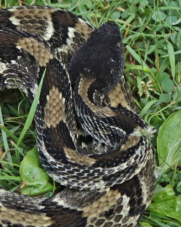 Timber Rattlesnake (black form)