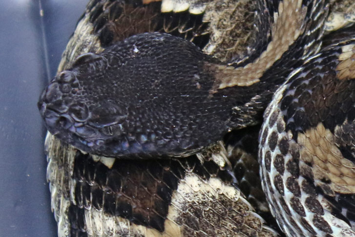 Timber Rattlesnake (black form)