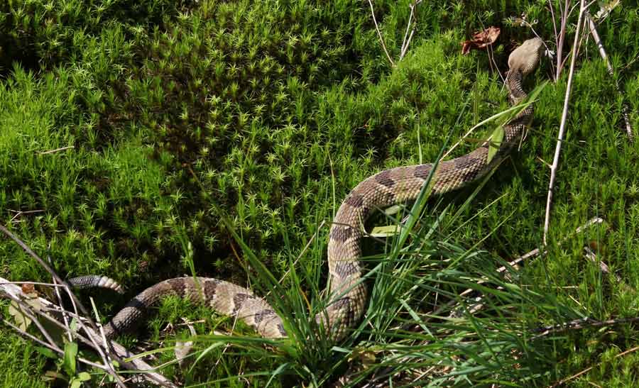 Timber Rattlesnake (yellow form)