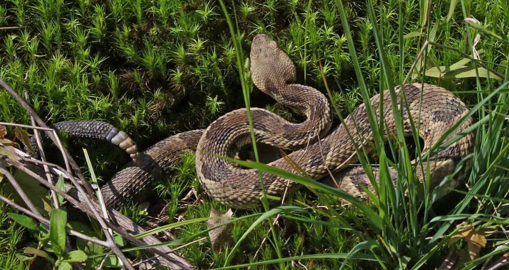 Timber Rattlesnake (yellow form)