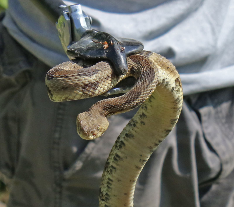 Timber Rattlesnake (yellow form)