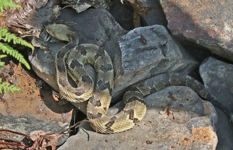 Timber Rattlesnake (yellow form)