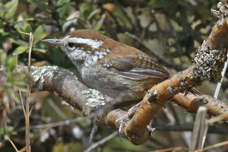 Timberline Wren