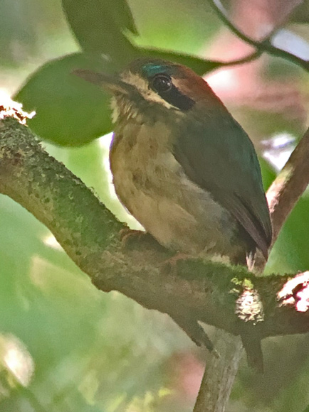 Tody Motmot