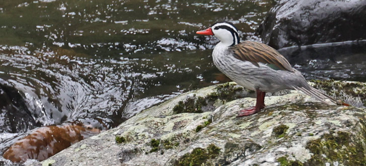 Torrent Duck