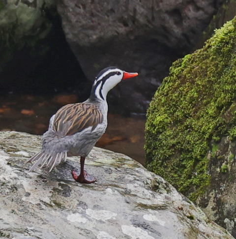 Torrent Duck