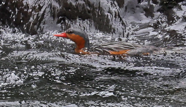 Torrent Duck