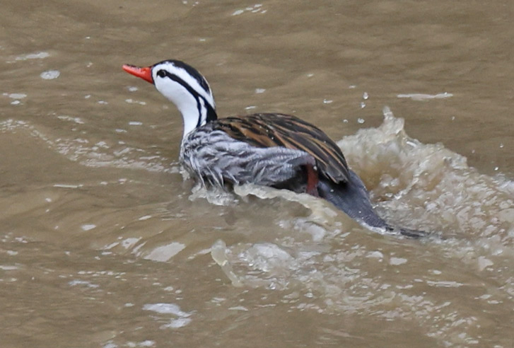 Torrent Duck