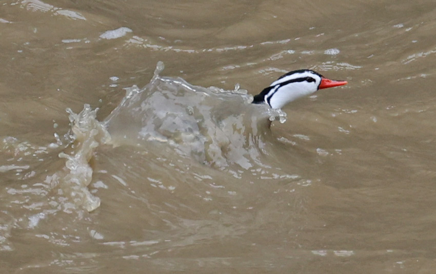 Torrent Duck