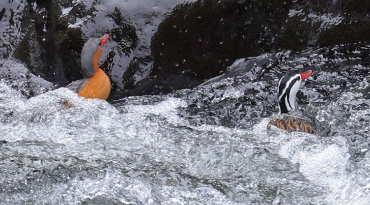 Torrent Duck