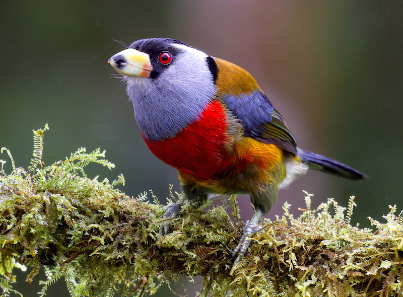 Toucan Barbet 