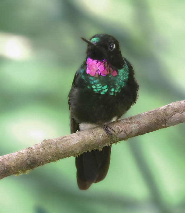 Tourmaline Sunangel