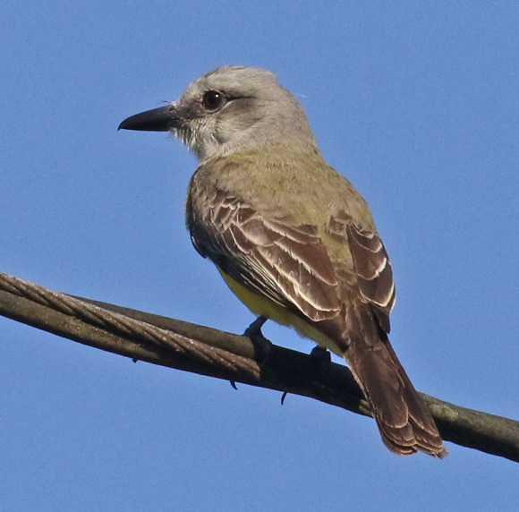 Tropical Kingbird 