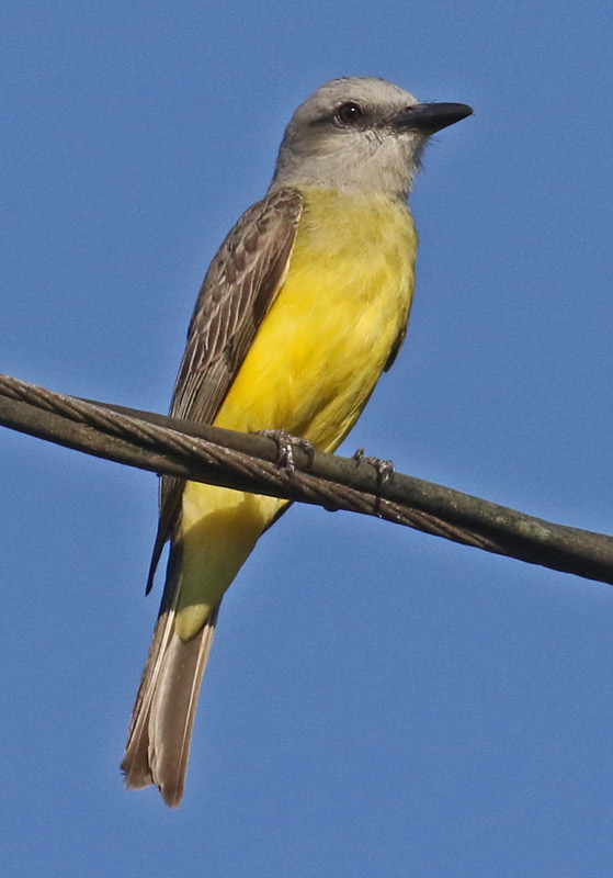 Tropical Kingbird 