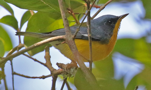 Tropical Parula