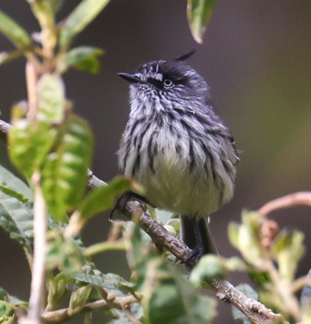 Tufted Tit-tyrant